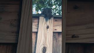 R2PeePoo trending squirrel cute shorts short viralshorts viralvideo wildlife fyp [upl. by Enytsirhc566]