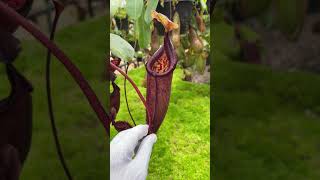 Item Short BE 4591  N robcantleyi x palawanensis carnivorousplant nepenthes [upl. by Theda860]