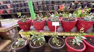 Rose Garden Munnar  Flower Garden Munnar munnar kerala viralvideo [upl. by Aicnetroh]