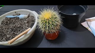 Transplante de Echinocactus Grusonii [upl. by Yerfdog615]