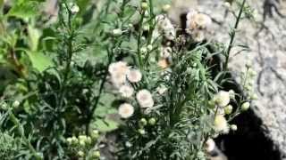 Flaxleaf fleabane Erigeron bonariensis [upl. by Akilak]