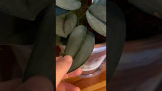 Scindapsus Treubii Moonlight  Rare Common Tropical Indoor Houseplants  Plant Tour  Terra Cotta [upl. by Hardie]