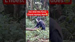 Funny L’hoest monkey in BwindiNP Uganda youtubeshorts wildlife gorilla primatesshortsfunny [upl. by Cowan]