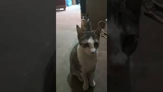 Cute cat  cute funny beautiful cat [upl. by Aurea]