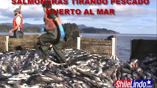 SALMONERAS TIRANDO PESCADO MUERTO AL MAR [upl. by Gombosi]