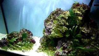 125 litre planted marine aquarium [upl. by Merideth]