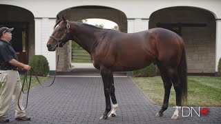 Mighty Mitoles First Yearlings Come to Auction [upl. by Ydnerb590]