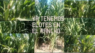 que no tendríamos elotes aquí la bendición de Dios parte 2 de 2 🙏🙏🌽 [upl. by Aleras120]