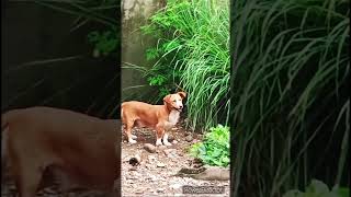 Corgi puppy goes wild in the Philippines shortsfeed corgi dogshorts animallover [upl. by Hadlee]