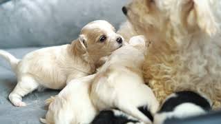 Cavachon Puppies [upl. by Poppy971]