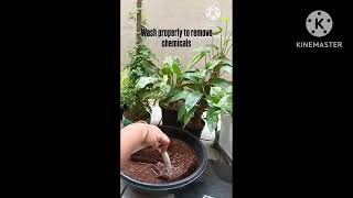 lets prepare cocopeat for use 🥰 How to prepare cocopeat for useHome plant parenting channel ☘️ [upl. by Ocirne]