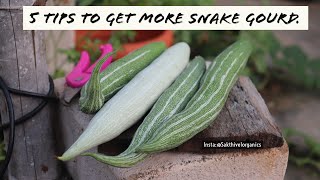 5 tips to get lots of Snake Gourd [upl. by Mapes]