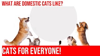 Exploring the Differences Between Domestic Cats and Bobcats [upl. by Nebe778]