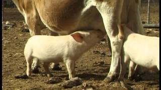 Orphaned piglets drink from Jersey cow [upl. by Pia]