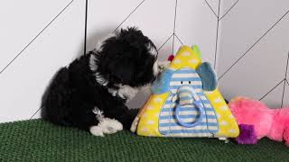 Sheepadoodle Puppy Beverly SD 480p [upl. by Sammy385]