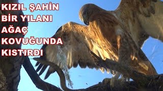 KIZIL ŞAHİN BİR YILANI AĞAÇ KOVUĞUNDA KISTIRDI [upl. by Aryan74]