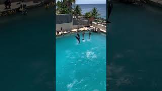 Dolphinaris excursion Cozumel Mexico [upl. by Bois]