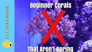 Top 7 Beginner Corals That Arent Boring [upl. by Borden]