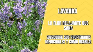 Lavanda Propiedades Curativas y Cómo Aprovecharlas [upl. by Nahsed]