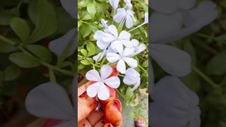 Plumbago  प्लंबैगो Flower flowers plants shorts blue flower [upl. by Prussian]