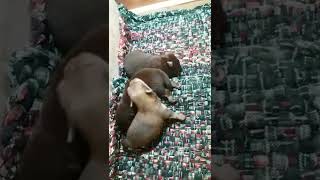 1 week old pups [upl. by Westleigh]