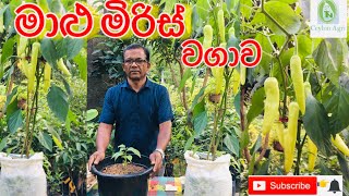 How to grow capsicum in a pot මාළු මිරිස් වගාව  Ceylon Agri  Episode 16 [upl. by Martha688]