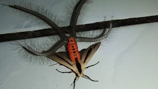 Gangis Moth  Animal of the Week [upl. by Aerdna]