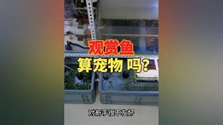 提到宠物会想到猫狗和仓鼠蜥蜴蛇等异宠，那观赏鱼算不算是宠物呢 夜鱼爱好 水族爱好者 热带鱼 观赏鱼 [upl. by Seften625]