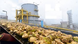 Beautiful Modern Technology Factory  Sugar Beet Processing Plant Automatic  Sugar Factory [upl. by Farand]