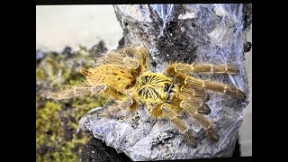 Pterinochilus murinus The OBT egg sac hatch and sling collection [upl. by Corey]