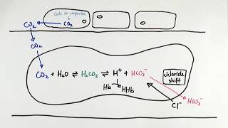 AS Biology  Carbon dioxide transport in red blood cells OCR A Chapter 84 [upl. by Casey]