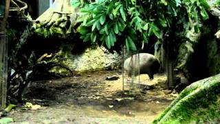 CosmoCaixa Capybara [upl. by Jeffries]