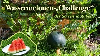 Wassermelonen säen und auspflanzen  dergartenkanal Wassermelonen Challenge 1 [upl. by Ynnos]