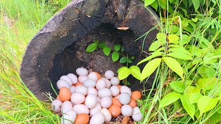 wow amazing pick a lot of eggs on the hive under a tree pick by hand [upl. by Rellek528]