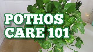 BEST POTHOS CARE TIPS TO GROW LUSH amp HEALTHY LONG VINES  Ultimate Guide to Pothos Pt 2 [upl. by Lauhsoj]