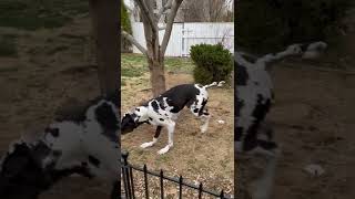 Great Dane is playing and jumping around in the yard [upl. by Leziar]