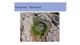 Y10 Ecology Lesson 1  Introduction What is Ecology [upl. by Durnan]