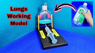 How To Make Lungs Working Model From Plastic Bottle  Respiratory System For Science Fair diy [upl. by Norby]