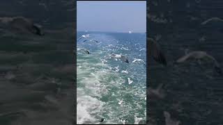 Reeal videoViral videoSaint Martins IslandbirdJourney by boatIslands viewNew videonature [upl. by Leirol]