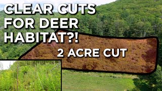 Can Clear Cutting Actually Create Deer Habitat [upl. by Bores834]