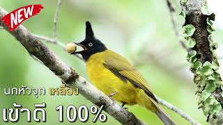 นกปรอดเหลืองหัวจุก เสียงดี Blackcrested Bulbul ใช้ต่อ เข้าดี 100 [upl. by Aray]