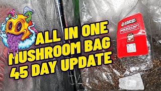 All In One Mushroom Grow Bag 45 Day Update My First Time [upl. by Enyleuqcaj]