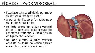 Anatomia do FÃ­gado [upl. by Aid863]