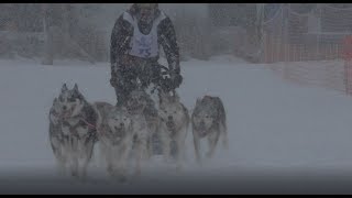 Schlittenhunderennen Lenk 2018 [upl. by Eidassac]