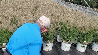 Pennisetum Desert Plains Fountain Grass  Outstanding EASY to Grow Ornamental Grass for Sun [upl. by Coopersmith215]