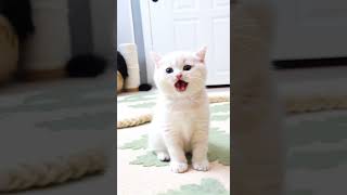 Yawning or Smiling 🐾 This Kitten Will Melt Your Heart 😻 shorts cat kitten adorableanimals [upl. by Frey496]