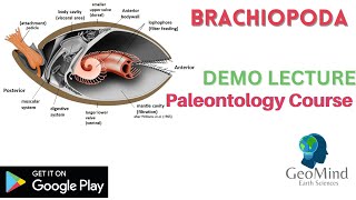 Brachiopoda  Demo Lecture  Paleontology  Geology  GATE  IIT JAM  UPSC  NET [upl. by Elinor]