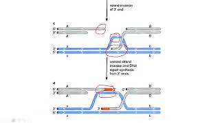 Lecture 2  Double strand break repair model for homologous recombination [upl. by Barrus]