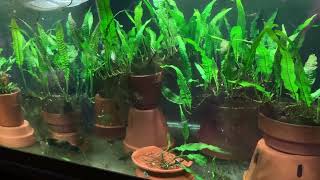 Java Fern Care part 2 [upl. by Tonia]