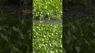 Moorhen at Kanjia lake morhen waterbirds odisha birds conservation [upl. by Attenej]